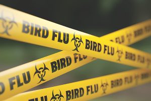 Bird flu case confirmed in South Ronaldsay