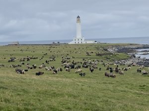 Chance to try an ‘old-fashioned’ farming life