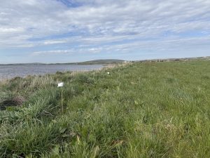 Harray land returns to auction