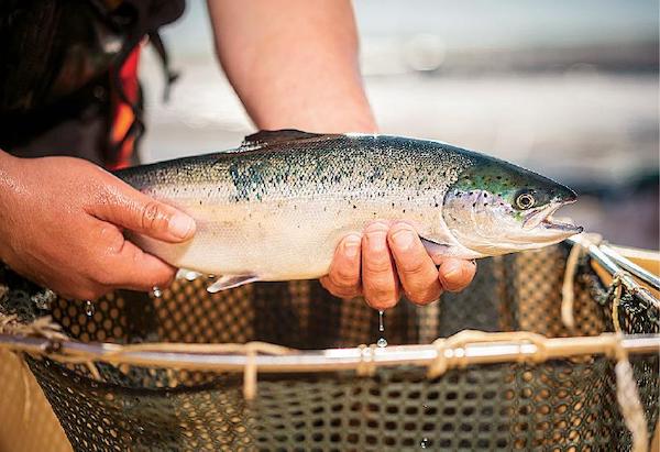 Fish farm fears over Scapa port