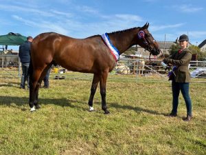 Horse champion wows at Hope Show