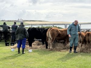 It’s Shapinsay Show Day!