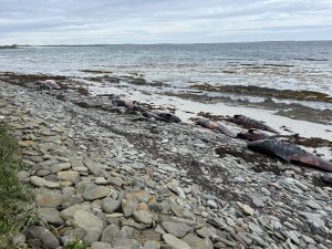 OIC urges public to avoid stranded whales