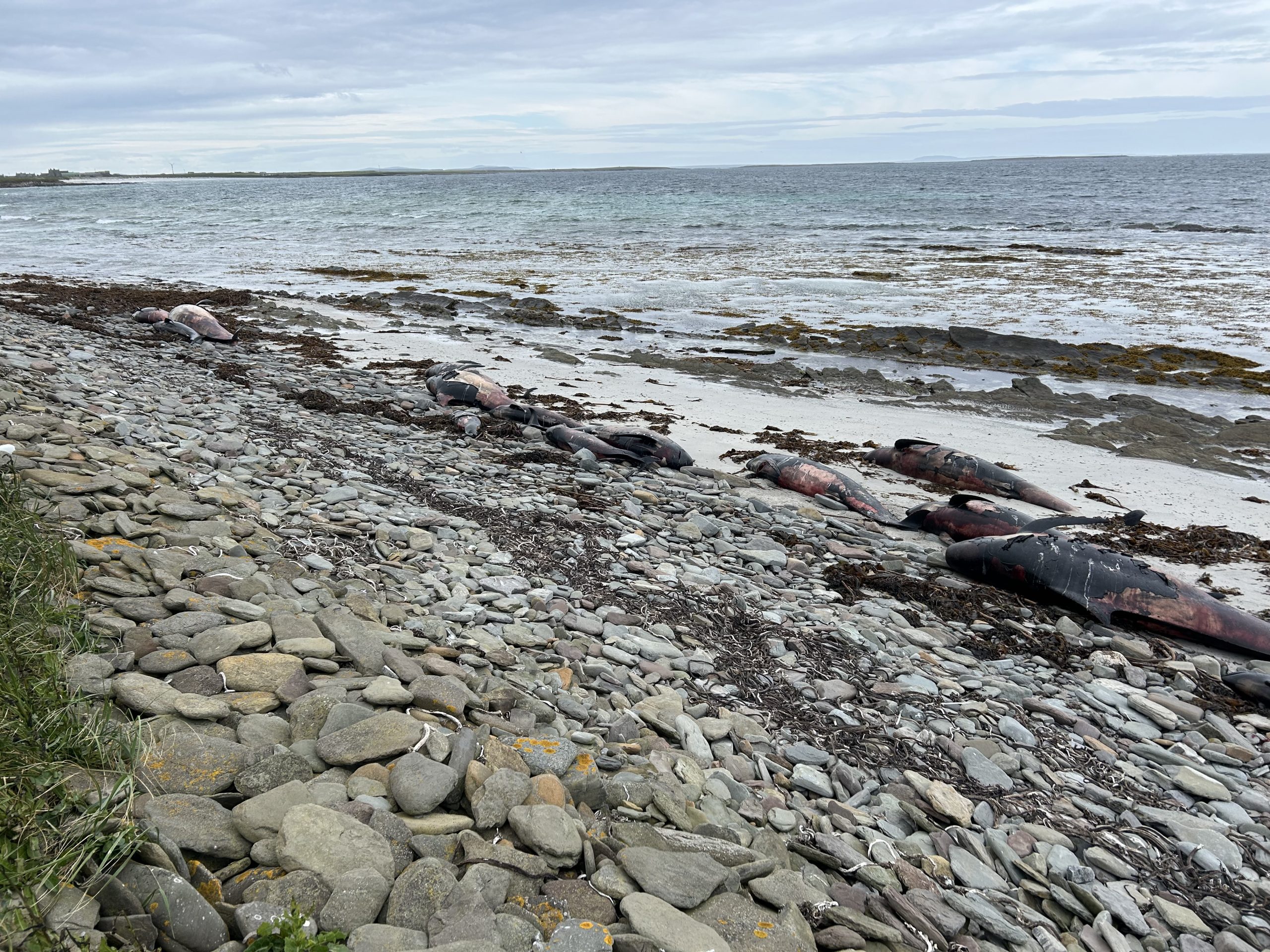 OIC urges public to avoid stranded whales