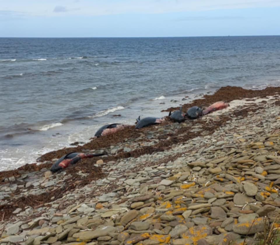 Samples collected from stranded Sanday whales