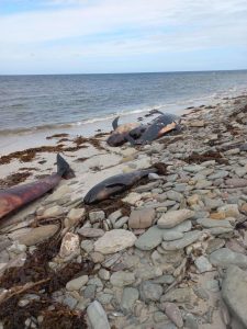 Sanday pilot whales may remain ‘in situ’
