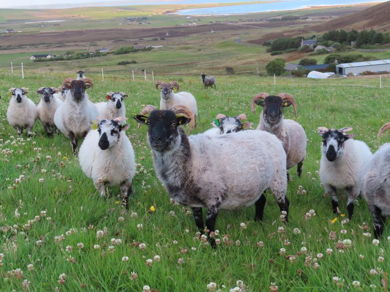 Mobile abattoir moves closer to completion