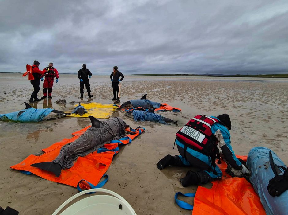 Six dolphins refloated after Westray stranding