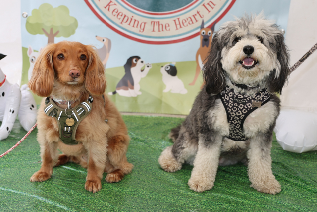 Kirkwall set for Doggy Day Out