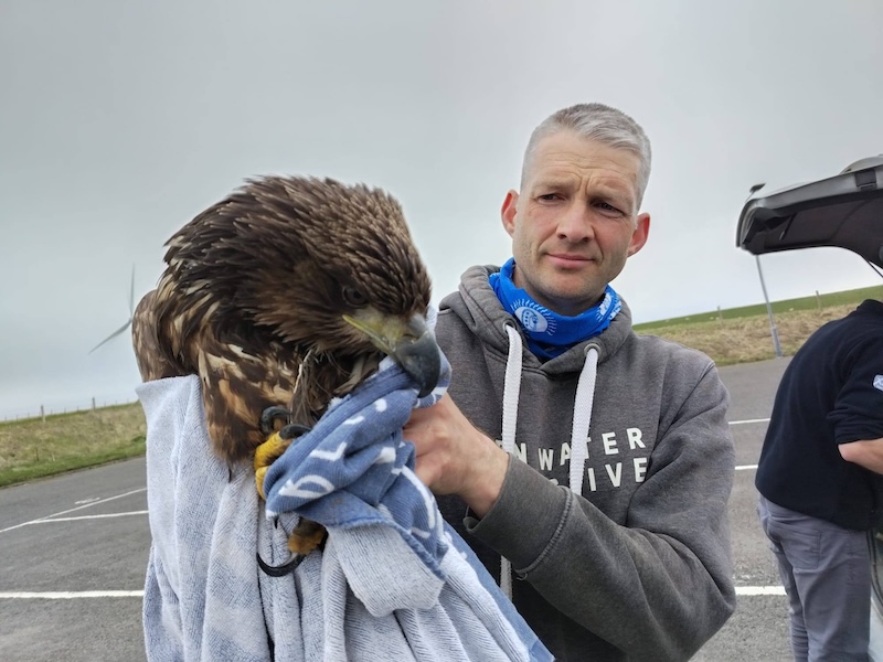Sad ending for Sanday sea eagle