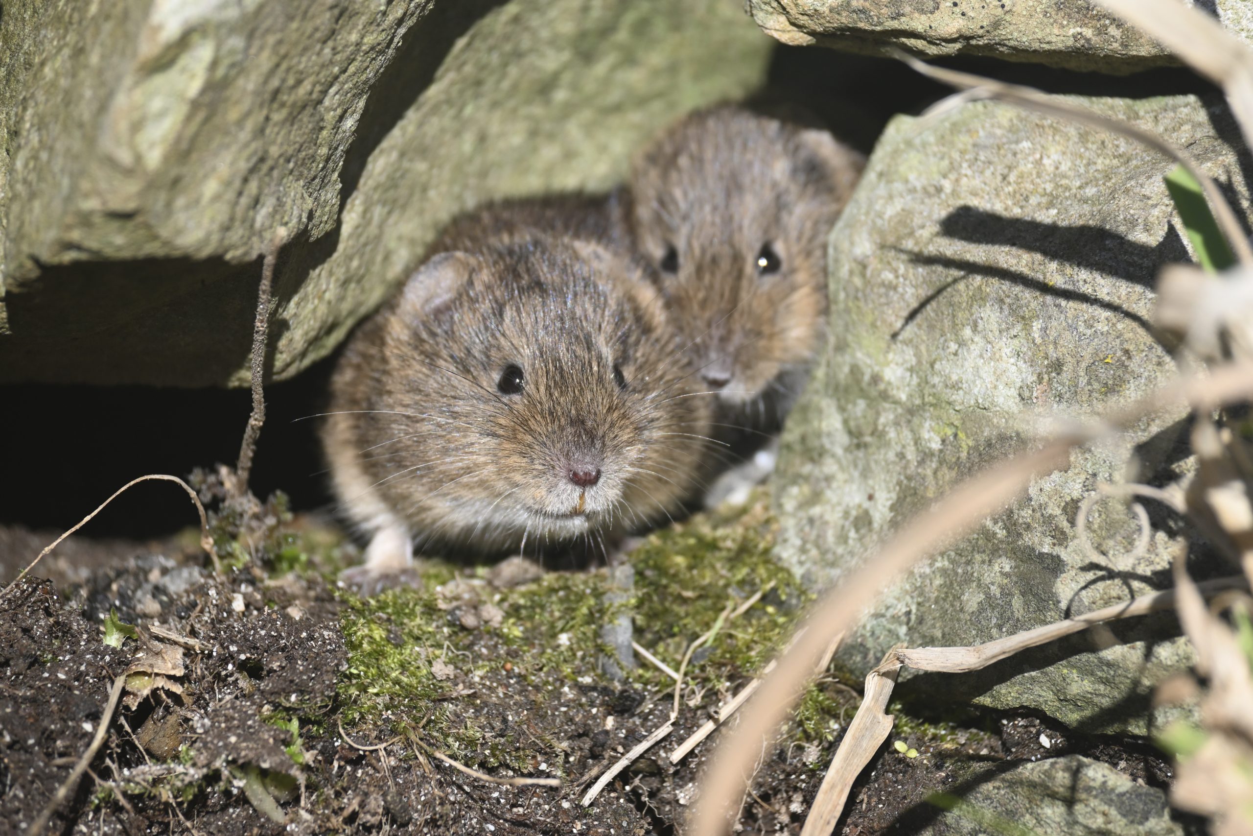 New report shows vole and hen harrier numbers rebounding in Orkney 