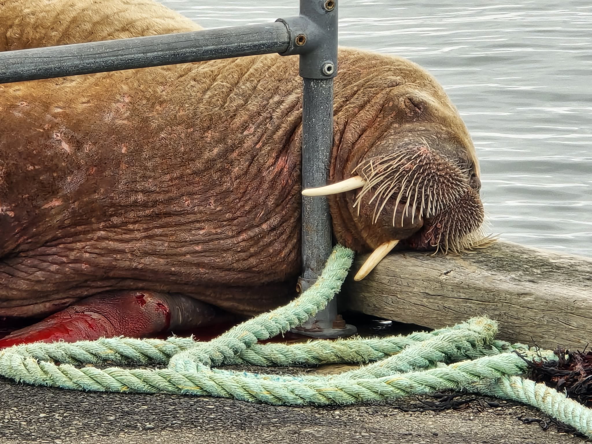 Walrus wound ‘looks worse than it is’