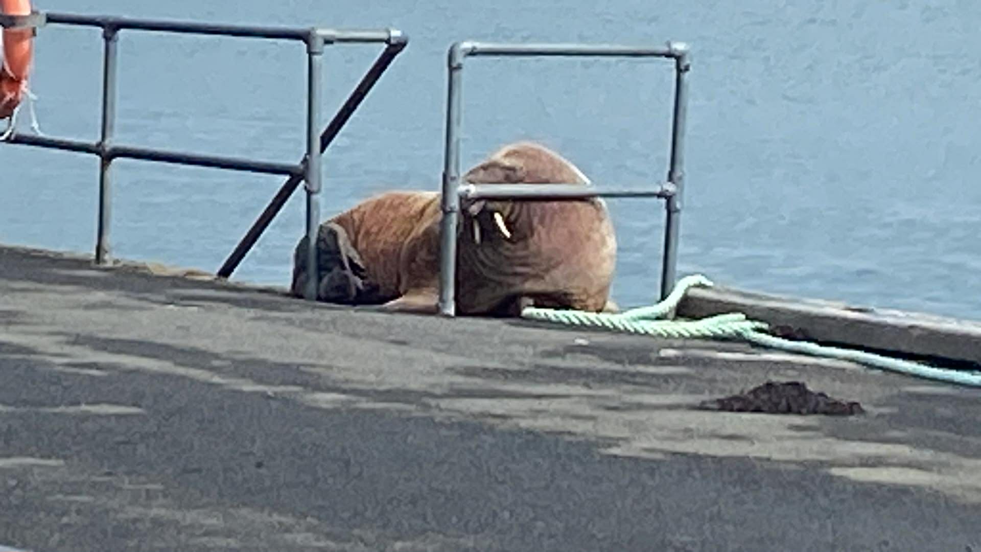Stronsay walrus healthy and having a rest says marine mammal specialist
