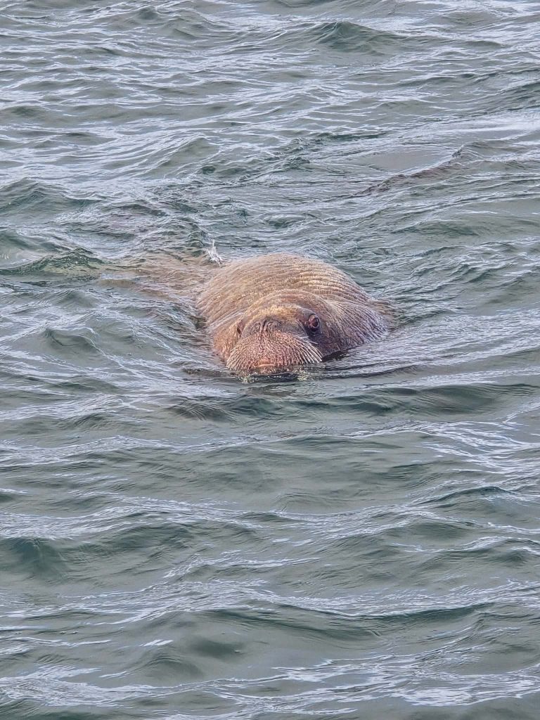Walrus spotted at Stronsay pier