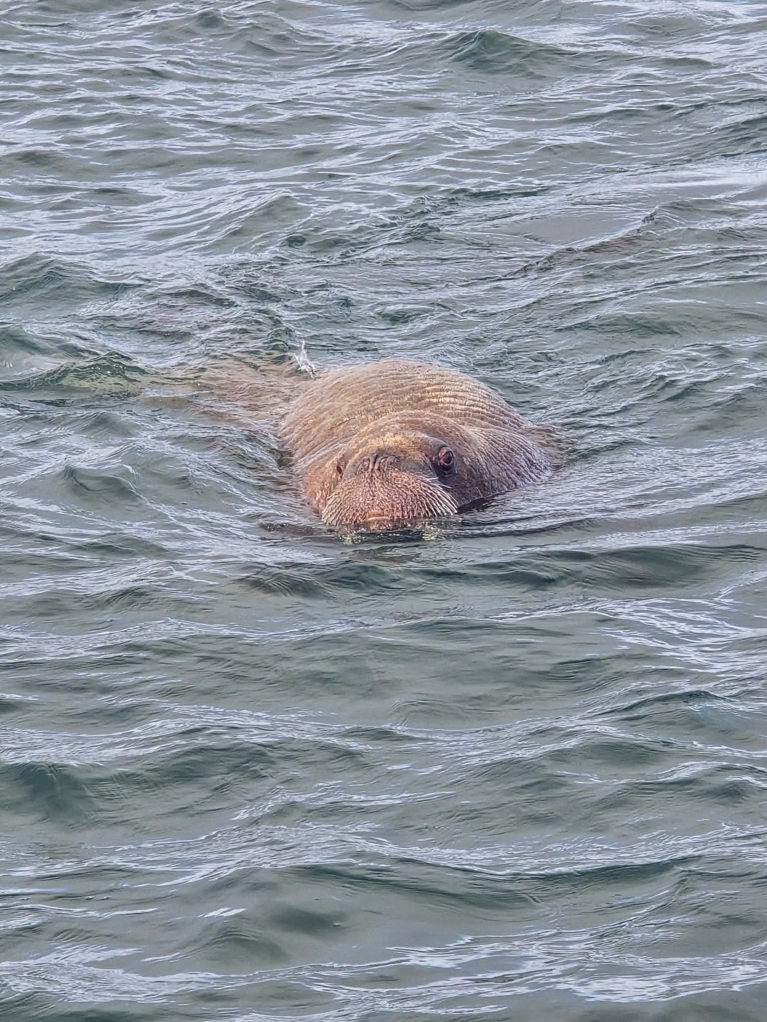 Walrus spotted at Stronsay pier