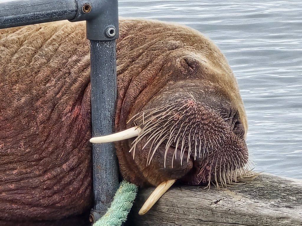 Stronsay walrus healthy and having a rest says marine mammal specialist