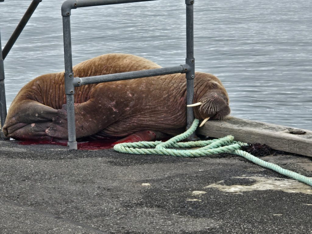 Public urged ‘leave walrus in peace’ as further injury suspected