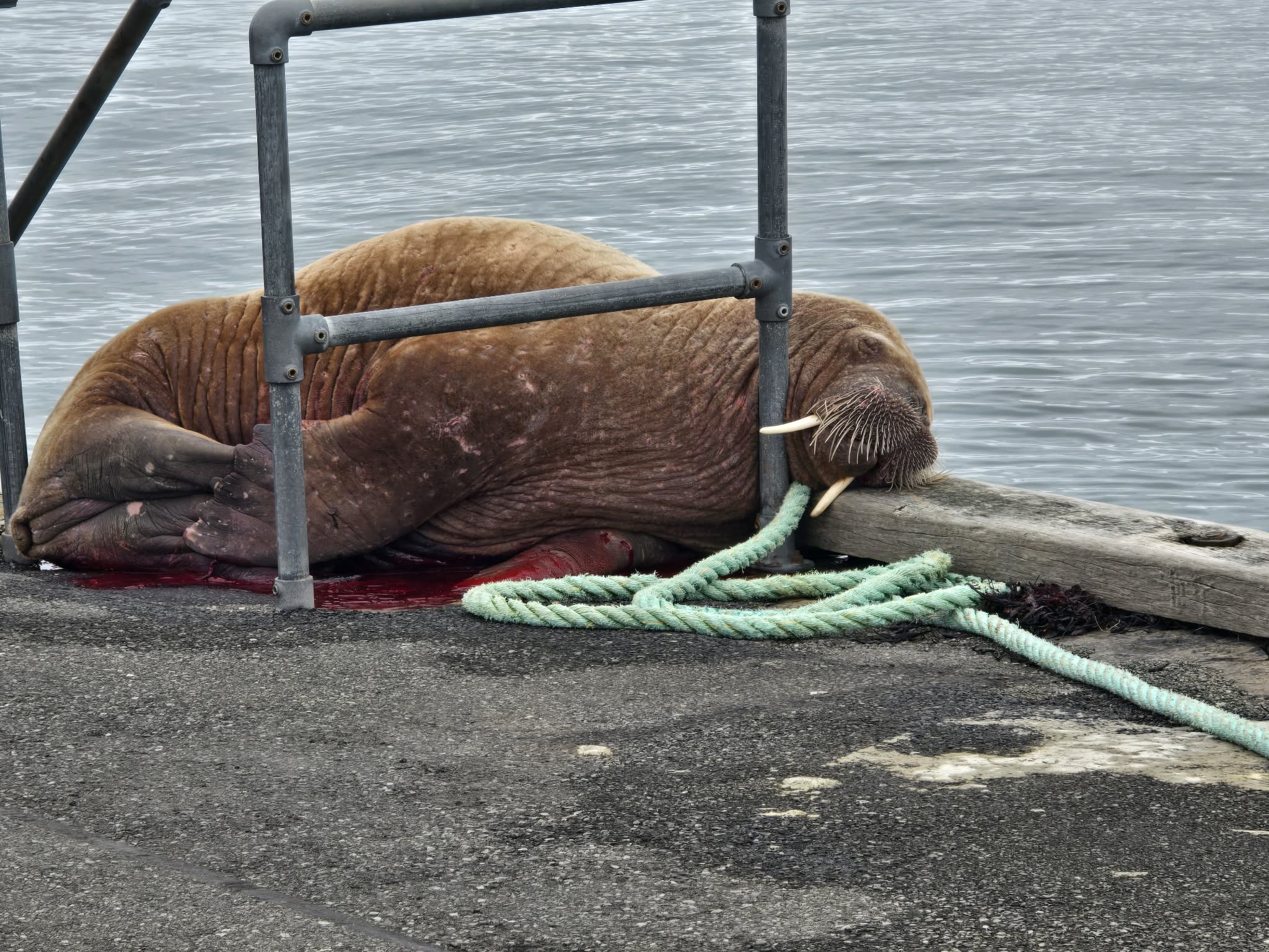 Public urged ‘leave walrus in peace’ as further injury suspected