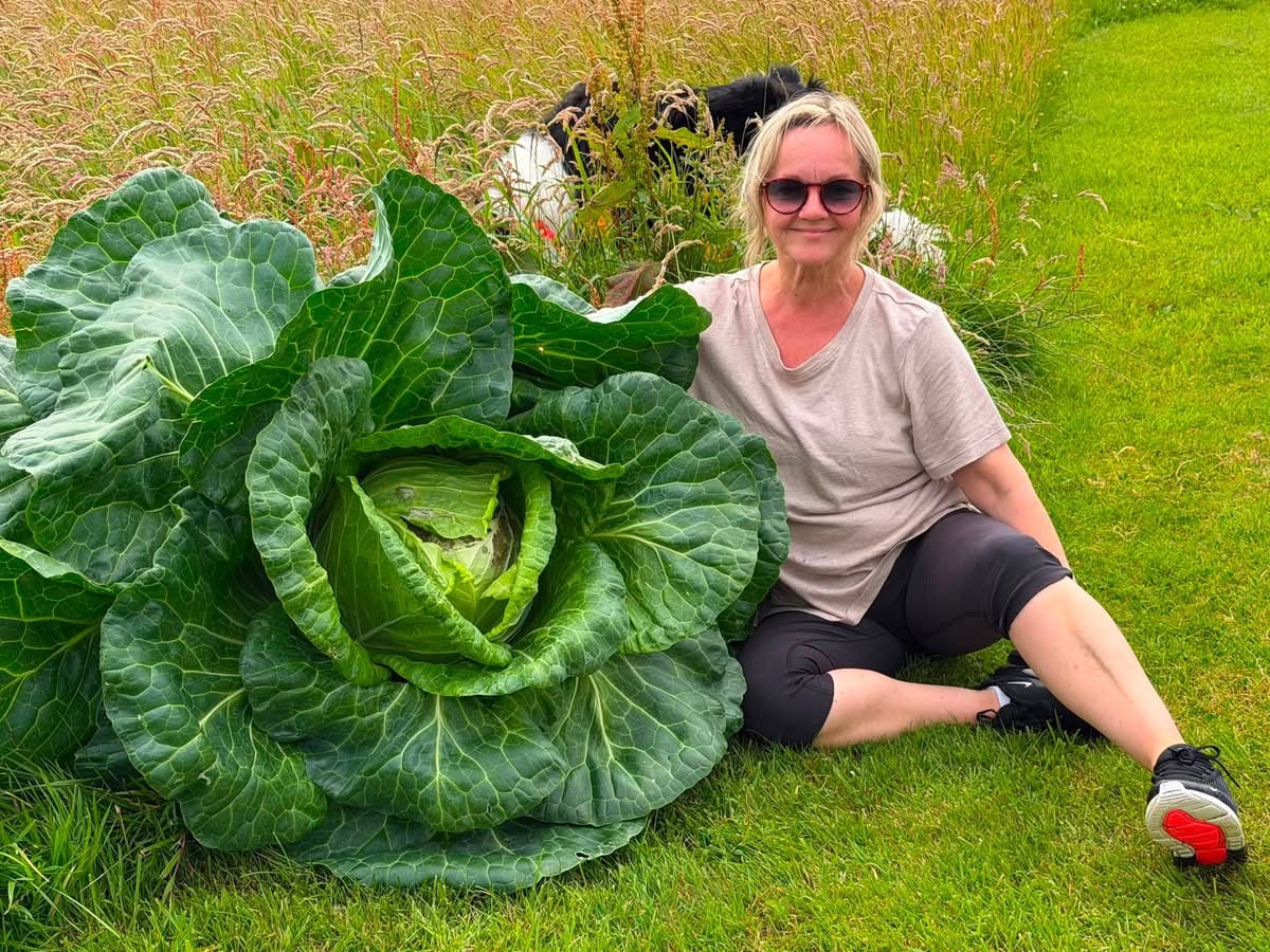 Monster cabbage! Birsay gardener spills the beans…