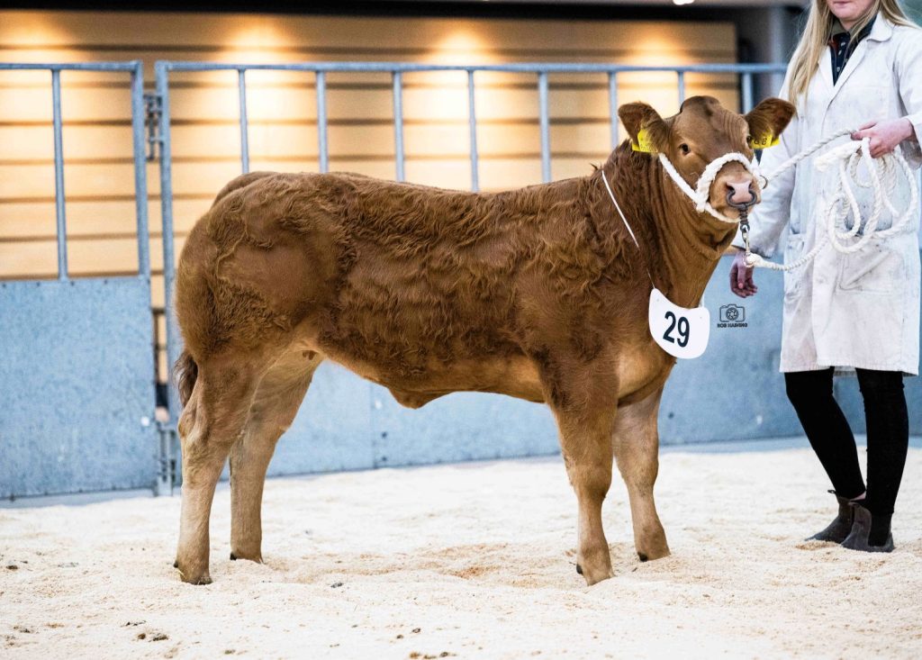 Tankerness farmer has top price at Thainstone Spectacular