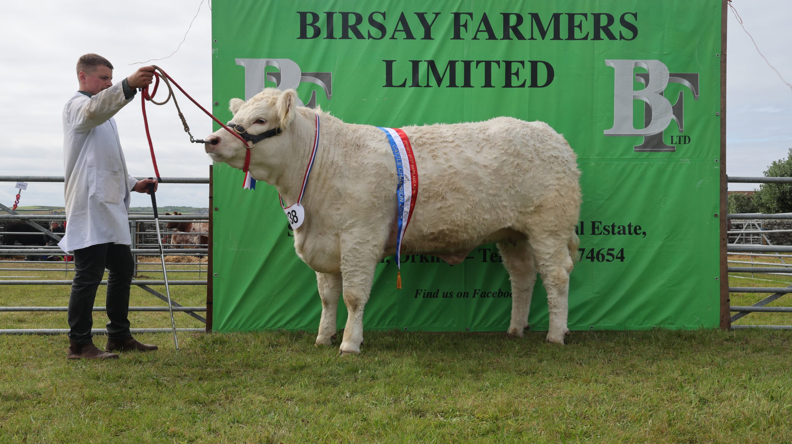 Five-in-a-row for Dounby Show cattle champions