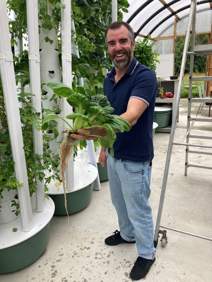 Thai basil and Chinese cabbage thriving in Orkney