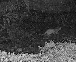 Second stoat spotted in Rousay sparking ‘deep concern’ for ONWP
