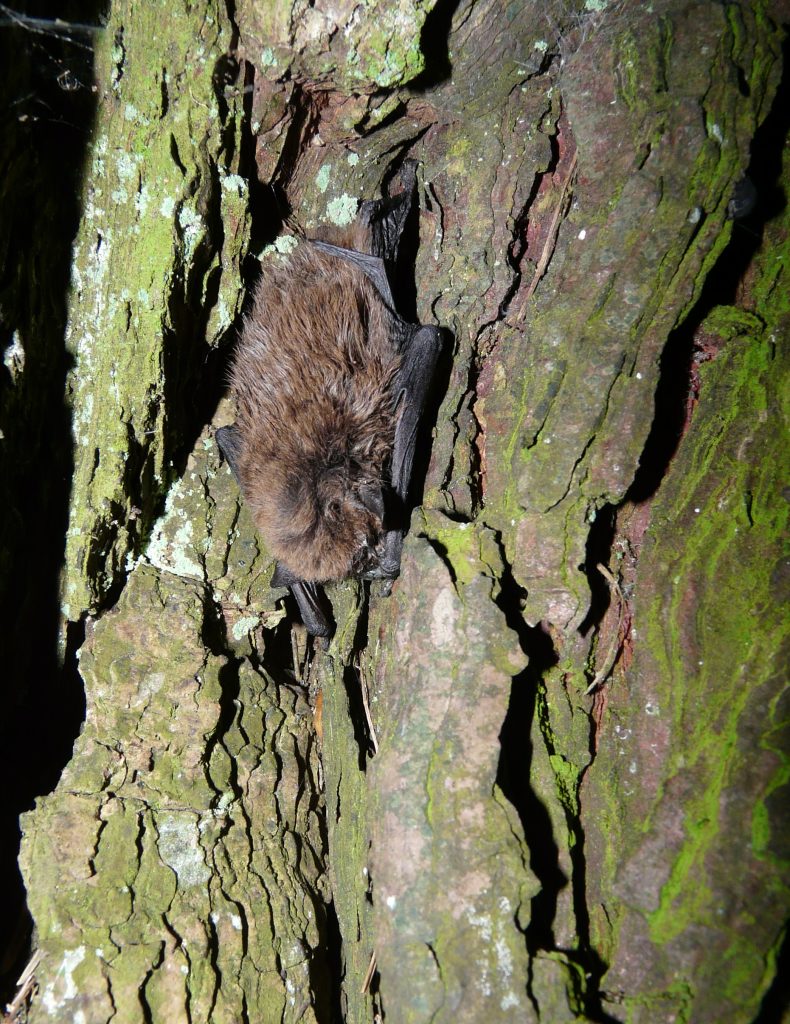 Soprano bat recorded for first time in Orkney