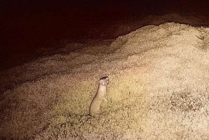 Stoat that fuelled £150k Rousay hunt captured