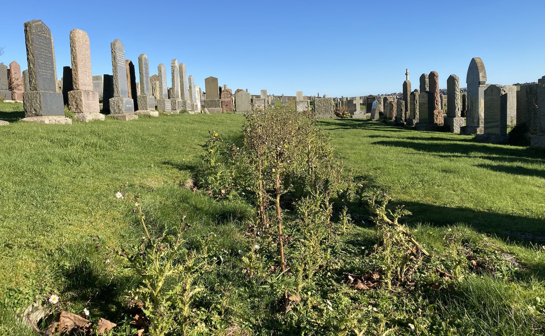 Disgust over cemetery weeds in Kirkwall, as council manages ‘limited’ burial grounds budget